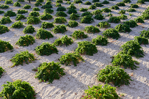 Low bush trained vines growing in pale sandy soil, photographed from above.