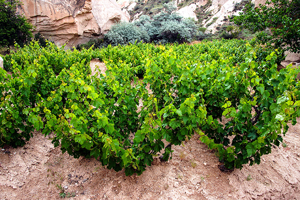 A young vineyard in a sheltered canyon flanked by tall rocky cliffs.