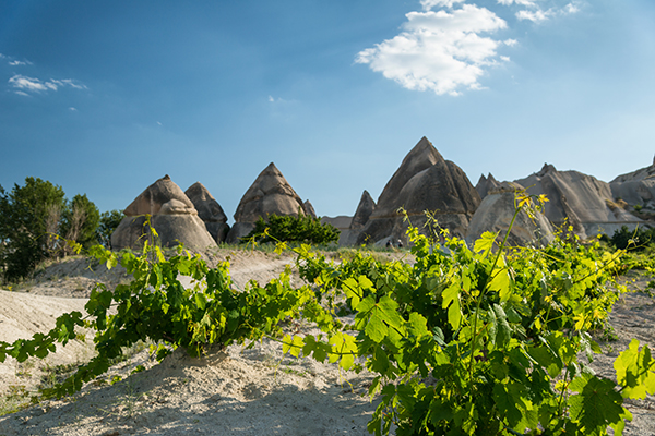 Vines in the foreground with Cappadocia's tall fairy chimneys rising in the background.