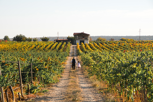 A father and small child walking hand in hand down a dirt path between rows of golden autumn vines.