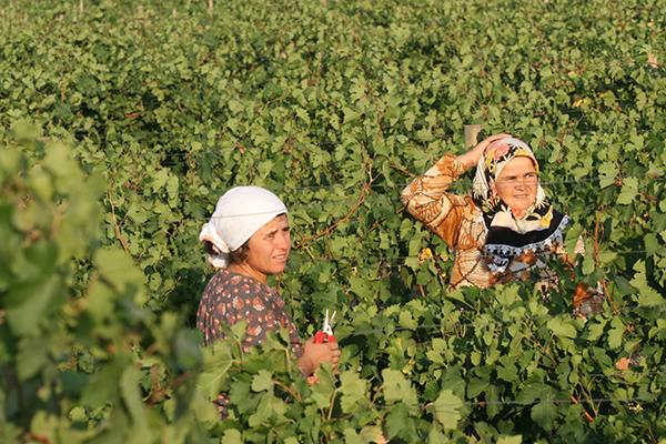 Two women in traditional headscarves harvesting grapes by hand among the vines.