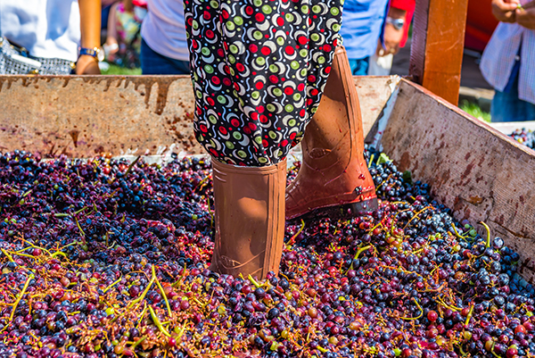 A person in patterned clothing and rubber boots crushing red grapes by foot in a wooden trough.