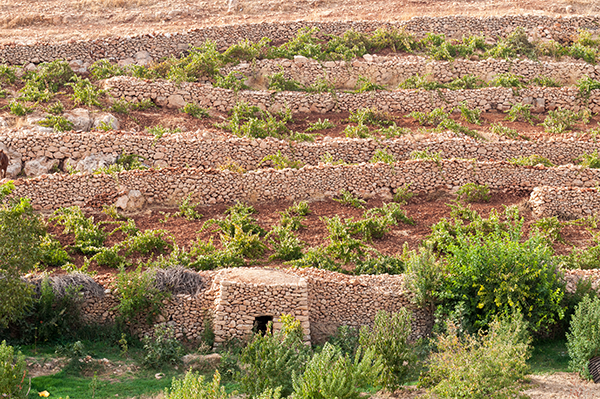 Ancient stone terraced vineyards on red Mediterranean soil, with low vines climbing the slopes.